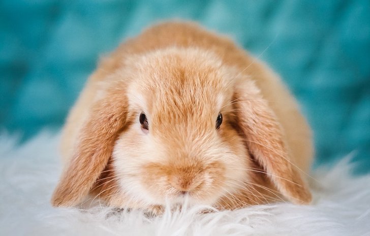 Little_Bunny_Foo_Foo.jpg